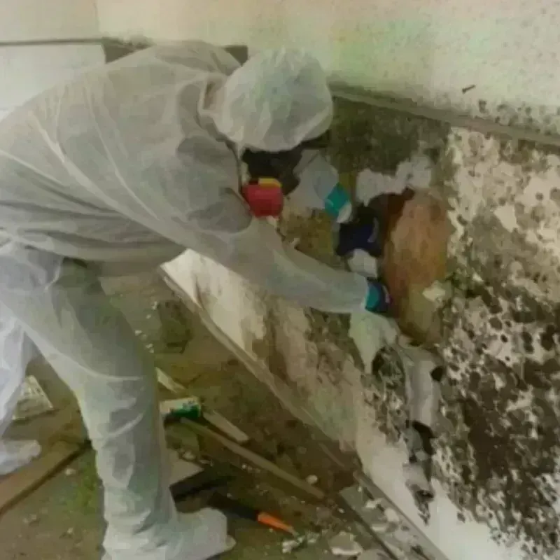 Mold Remediation and Removal in Mount Vernon, ME